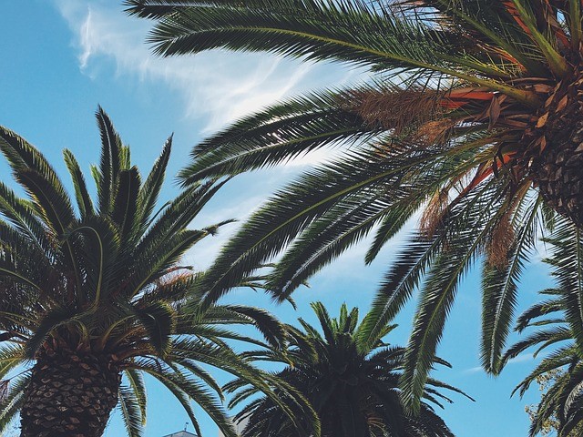 Palm Trees