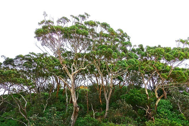 Eucalyptus
