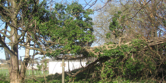 Dangerous Fallen Tree