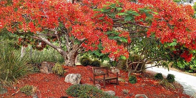 Favourite Trees Big beautiful tree