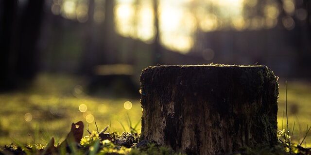 Tree Cut tree cut