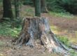 Tree Lopping Easy Stump and Grinding
