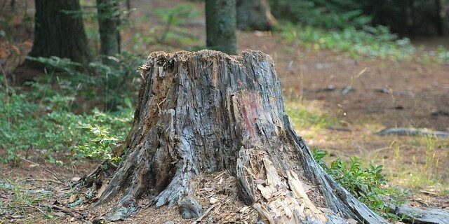 Tree Lopping Easy Stump and Grinding