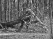 Man trying to cut a tree