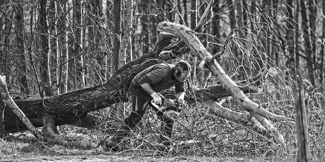 featured image for risks of diy tree lopping Man trying to cut a tree