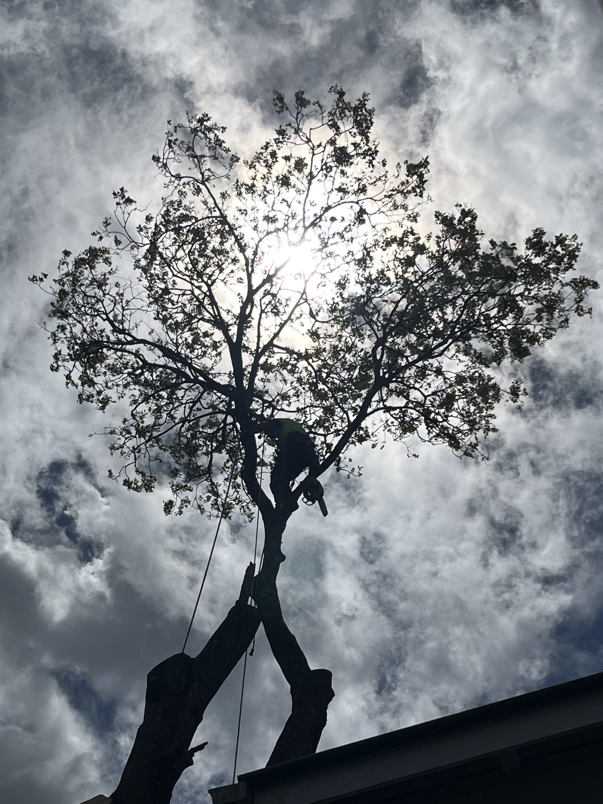 tree removal